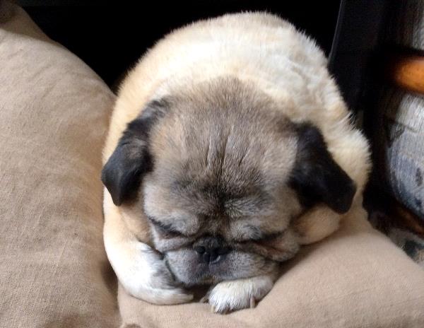 /images/uploads/pug nation rescue of los angeles/pugnation2020/entries/11092thumb.jpg